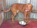 Dogue de Bordeaux-2